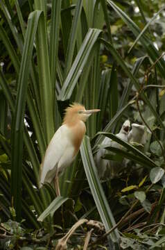 Image of Eastern Cattle Egret