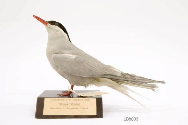 Image of Antarctic Tern