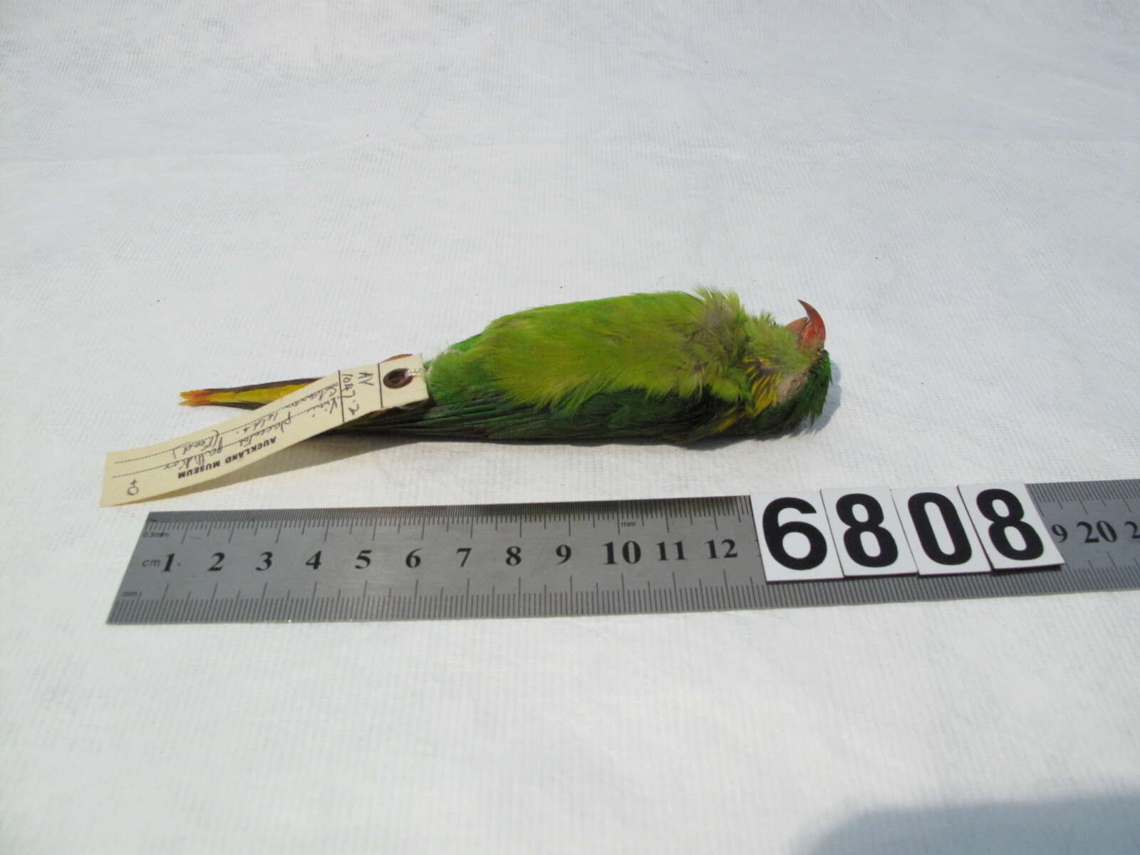 Image of Red-flanked Lorikeet