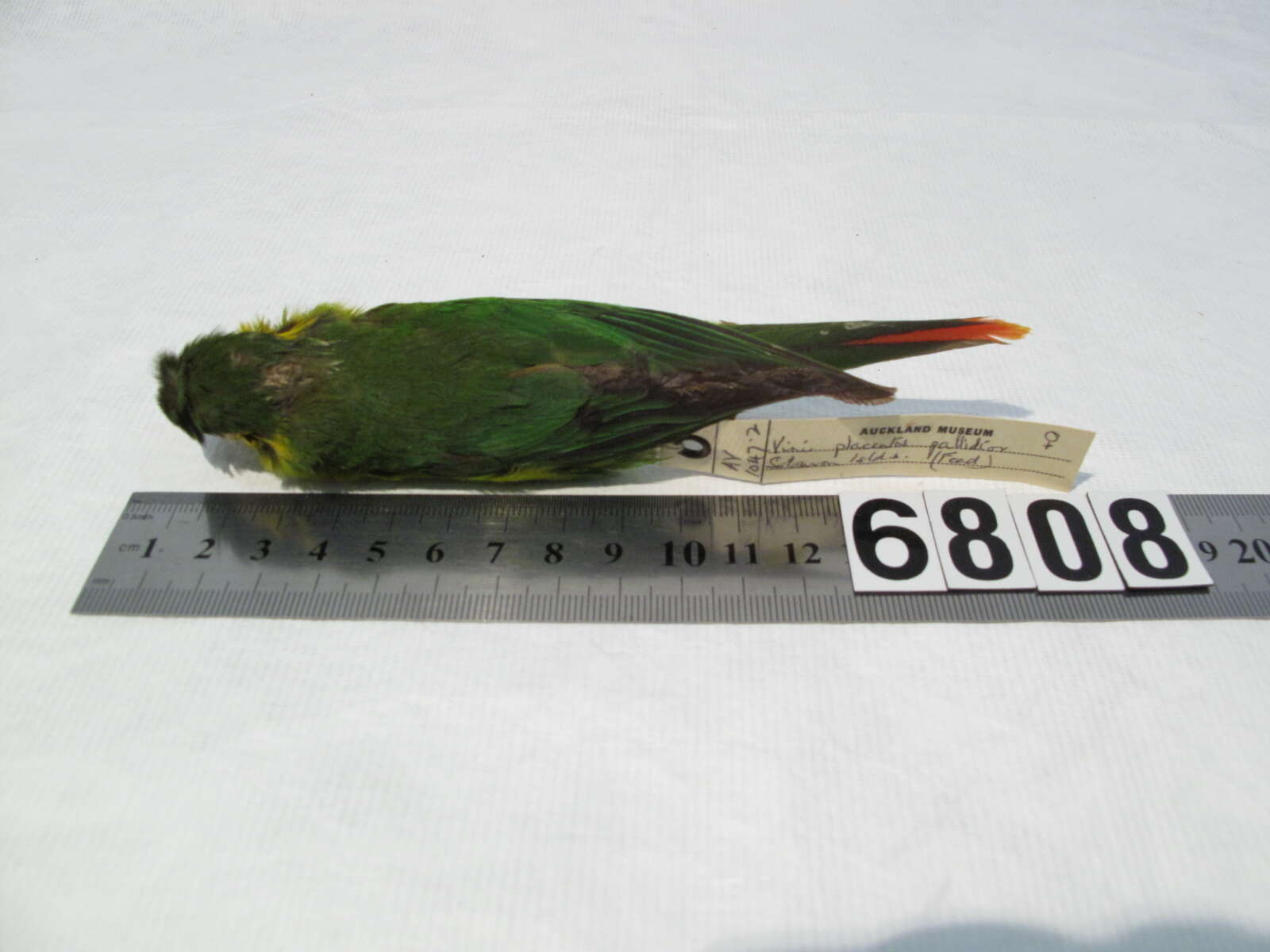 Image of Red-flanked Lorikeet