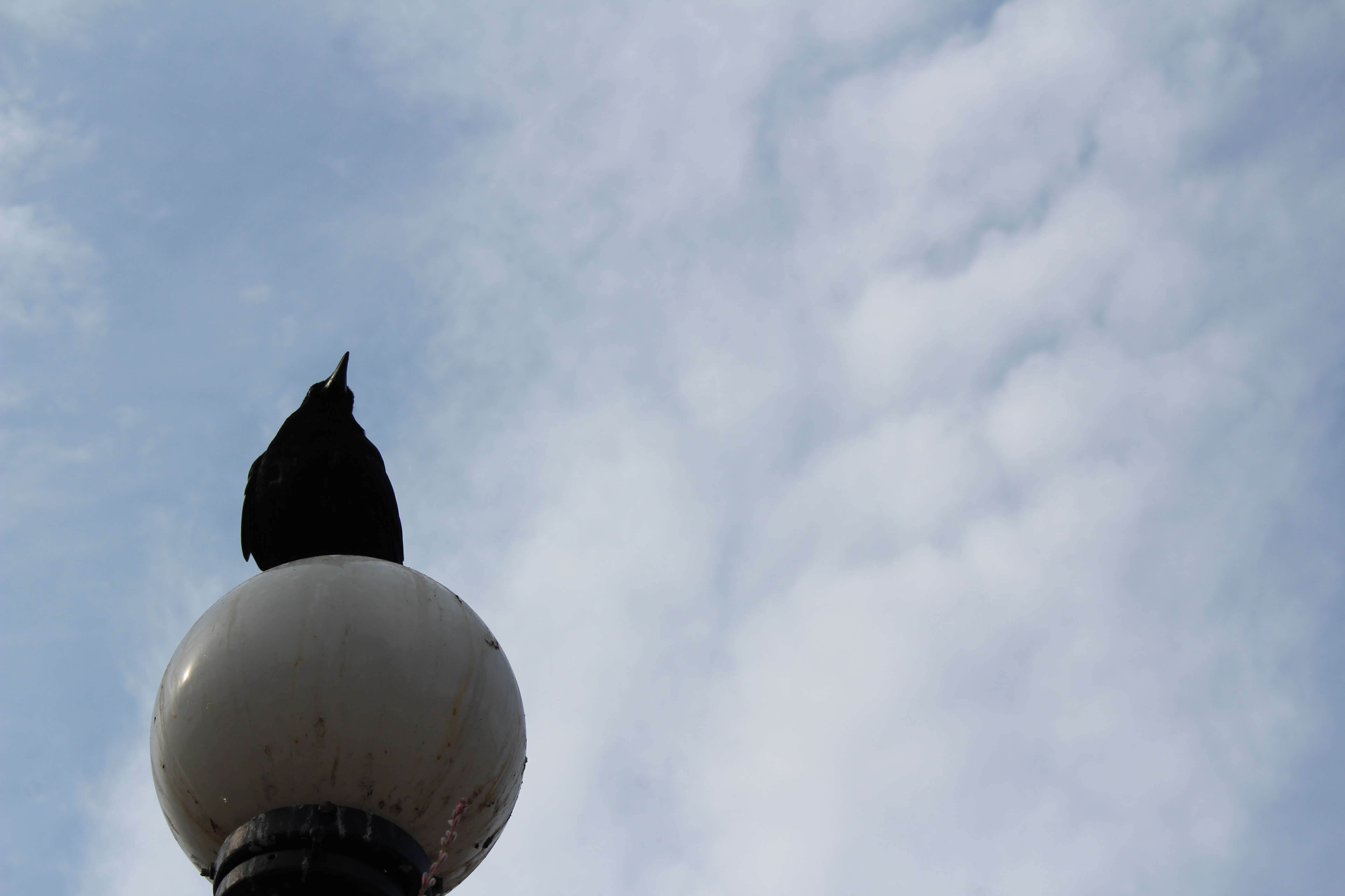 Image of American Crow