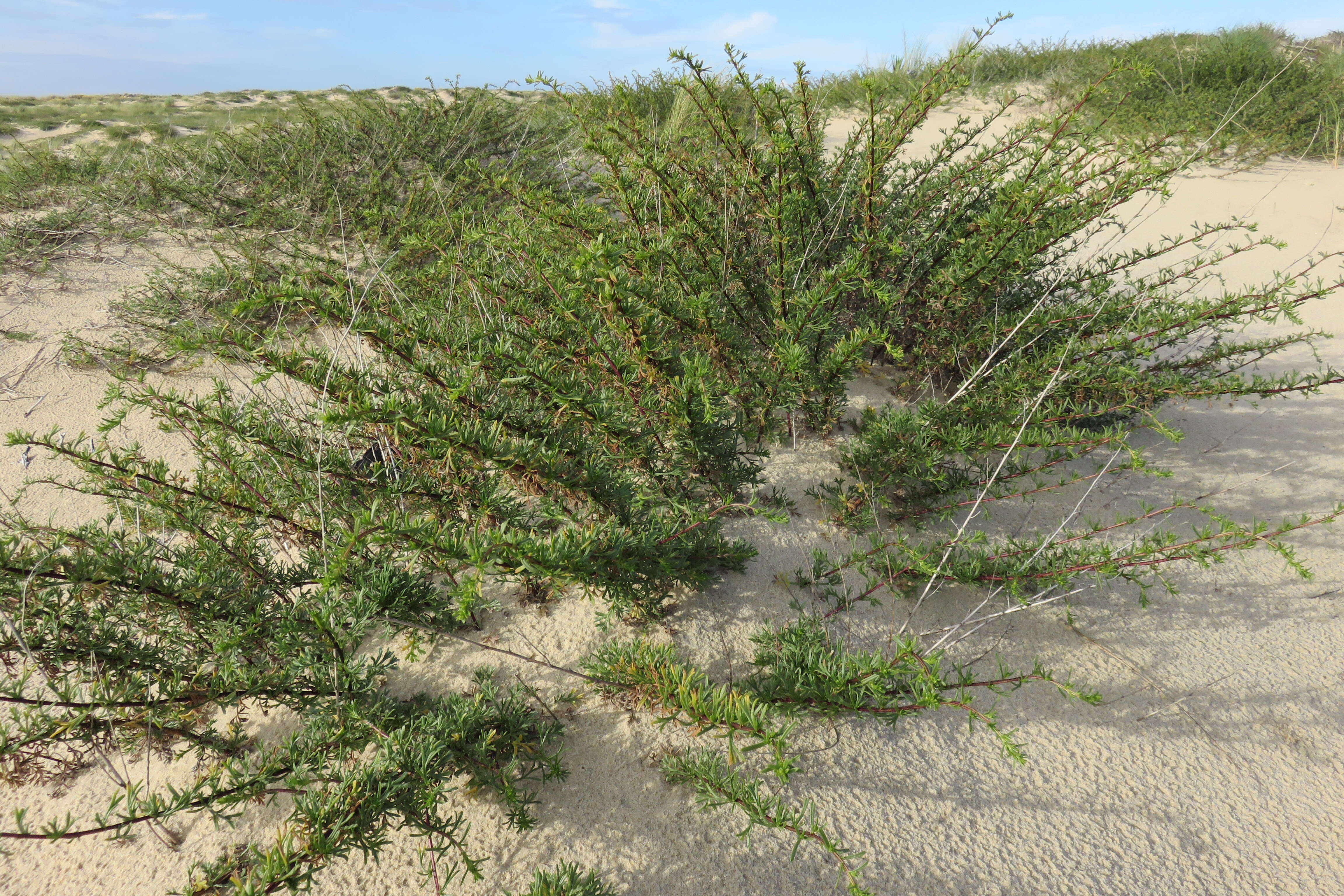 Image of field sagewort