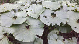 Image of Bog rhubarb