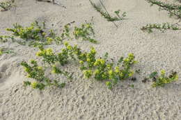 Image of Galium arenarium Loisel.