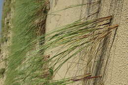 Image of European beachgrass