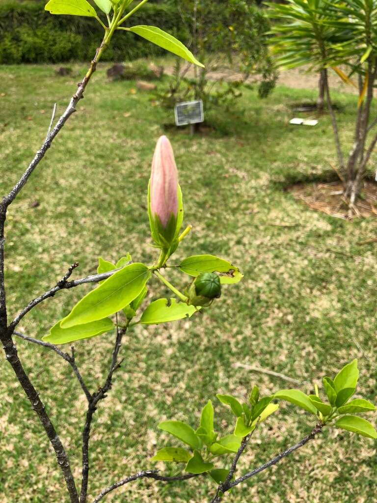 Hibiscus genevii Boj.的圖片