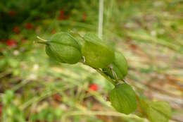 Image of Lilium nepalense D. Don