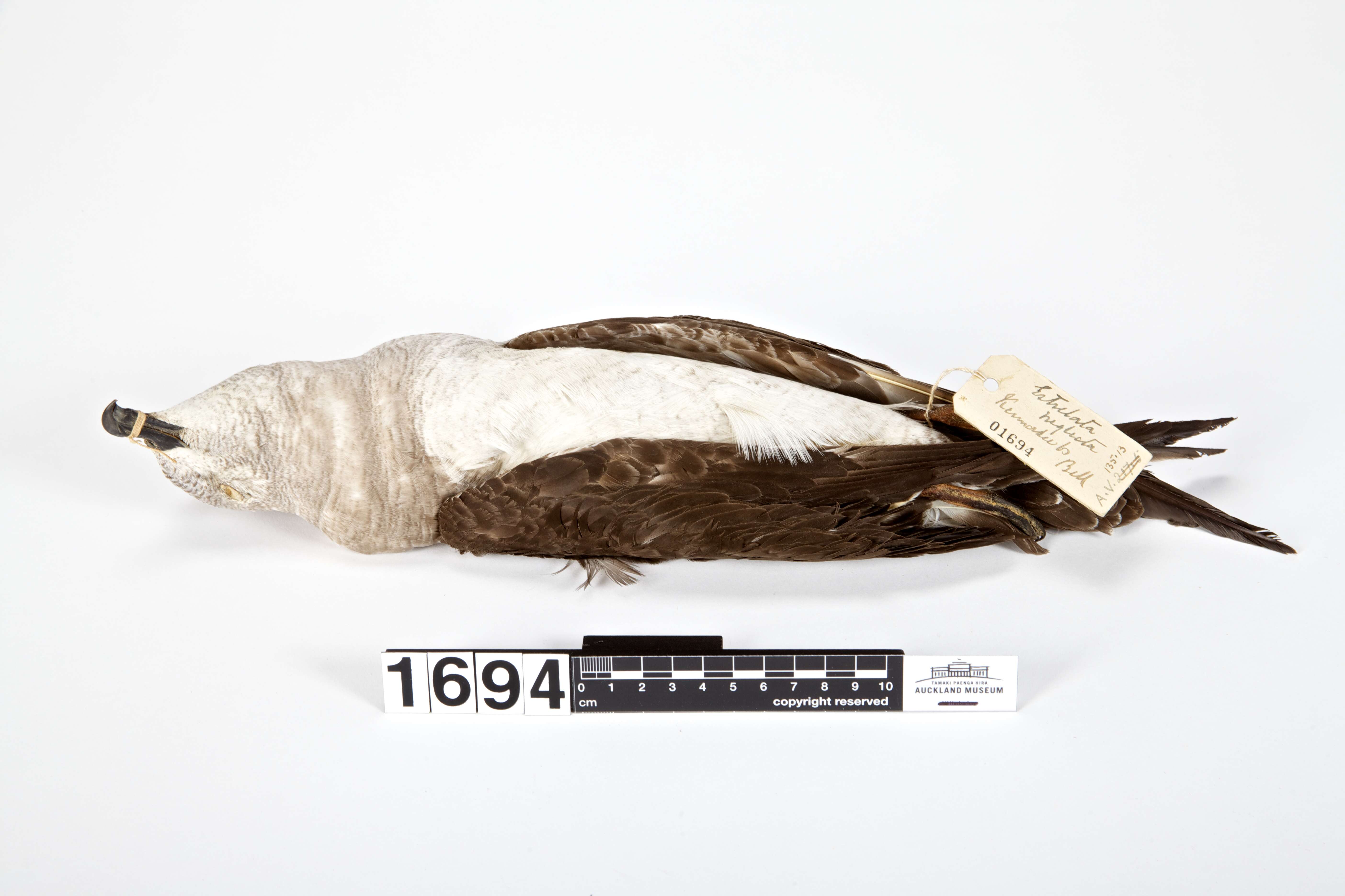 Image of Kermadec Petrel