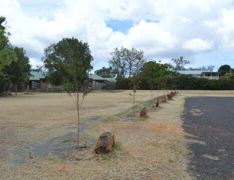 Image of lagerstroemia