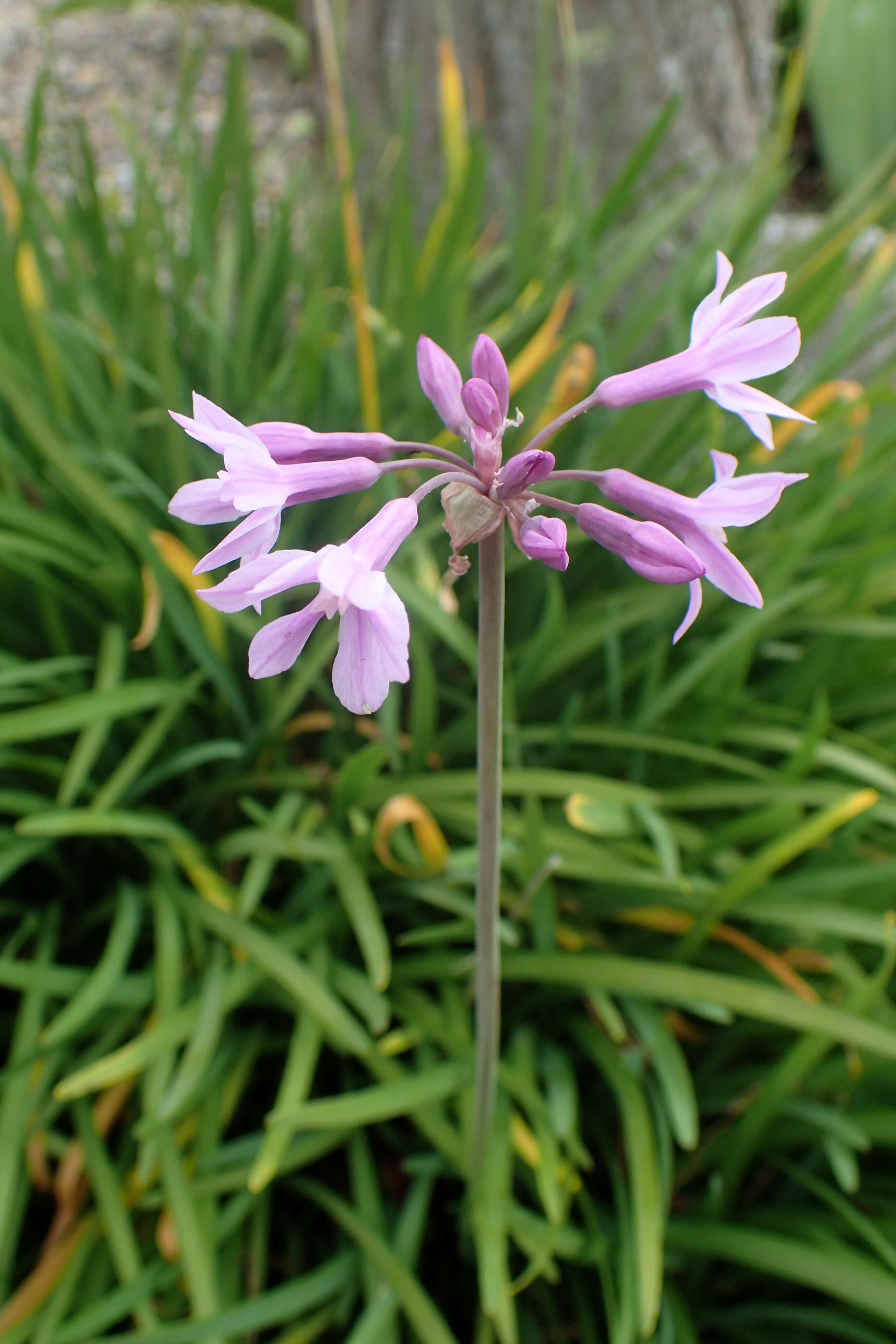 Tulbaghia violacea Harv. resmi