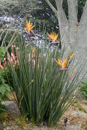 Image of Strelitzia juncea (Ker Gawl.) Link