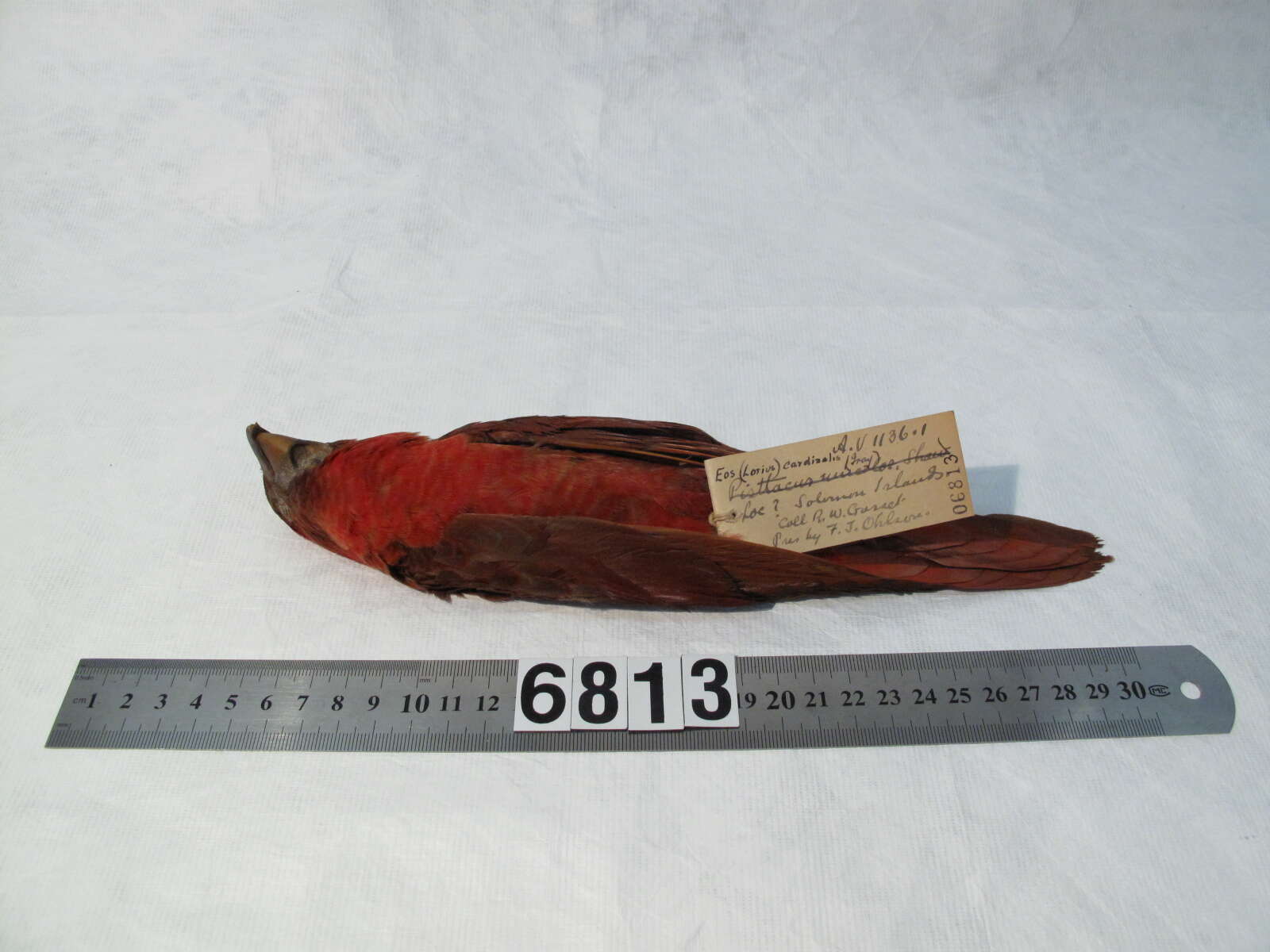 Image of Chalcopsitta cardinalis