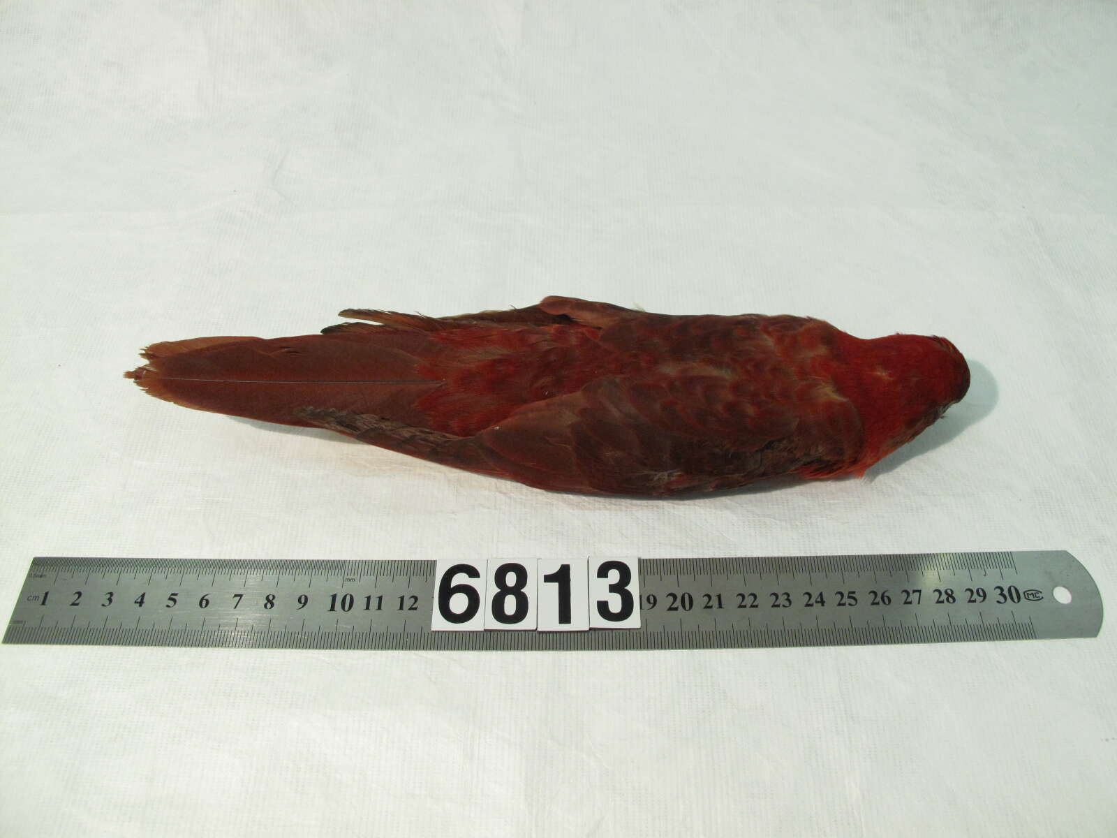 Image of Chalcopsitta cardinalis