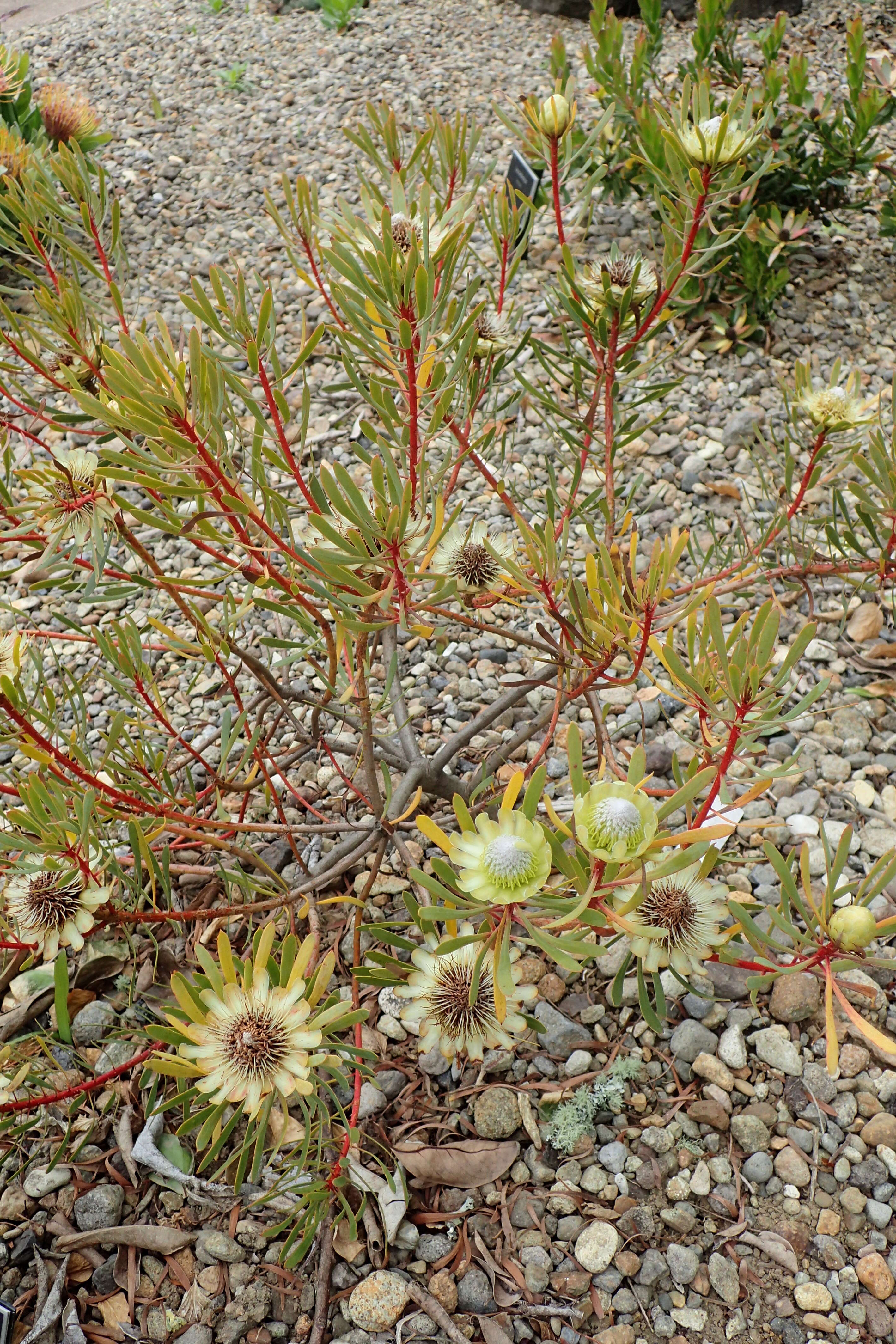 Plancia ëd Protea scolymocephala (L.) Reich.