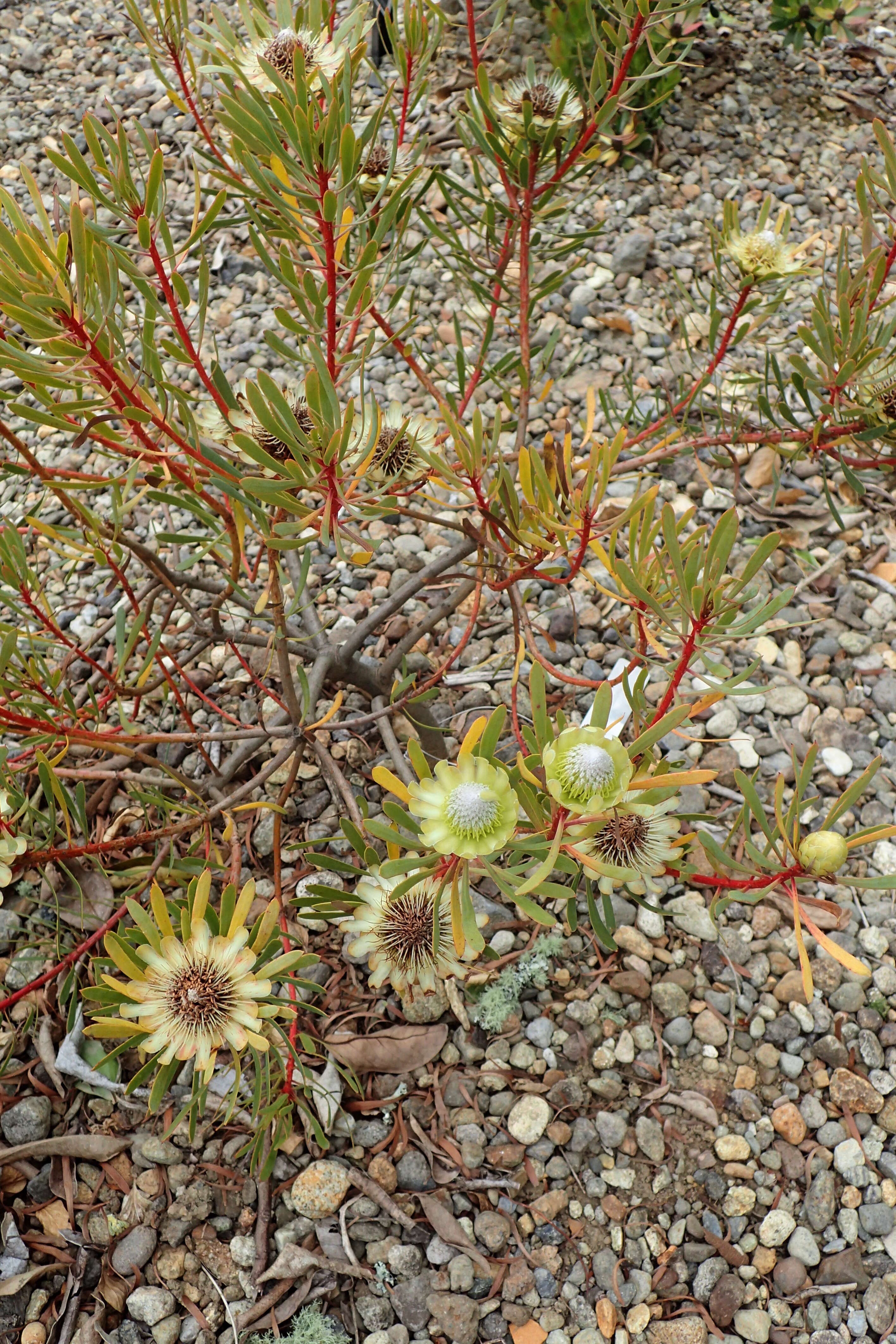 Plancia ëd Protea scolymocephala (L.) Reich.