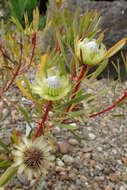 Plancia ëd Protea scolymocephala (L.) Reich.