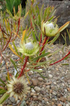 Image of Protea scolymocephala (L.) Reich.