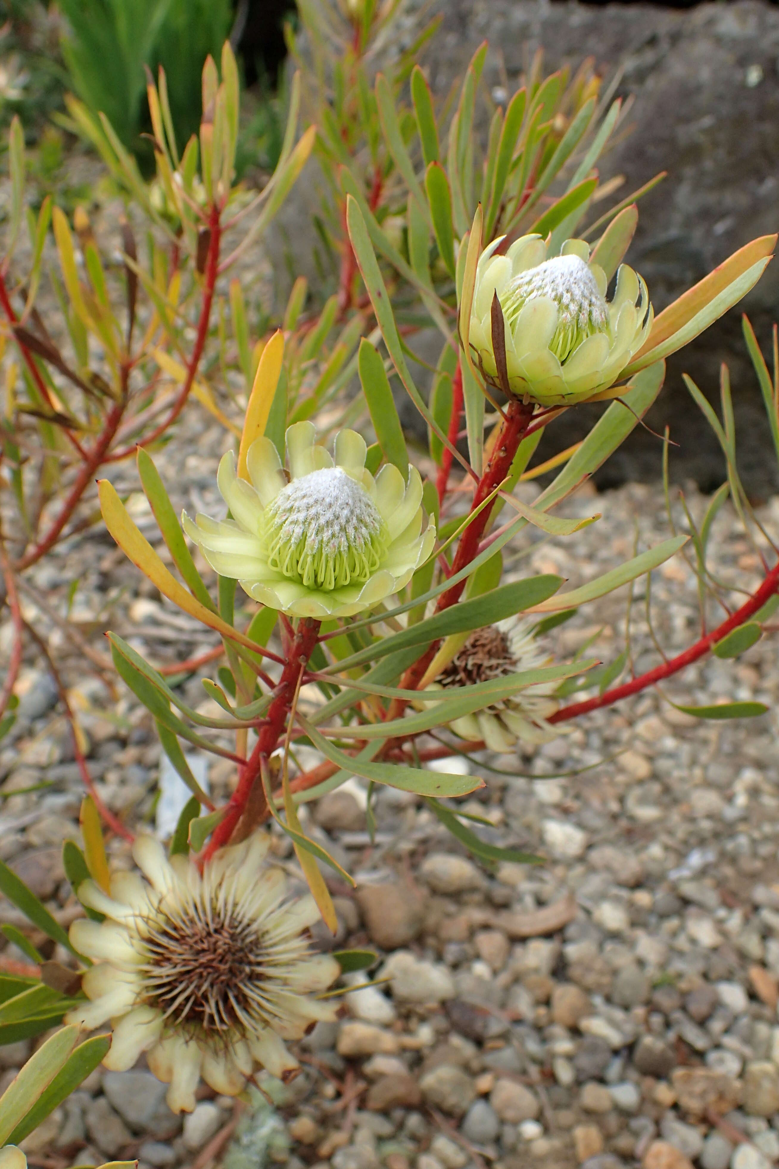 Plancia ëd Protea scolymocephala (L.) Reich.