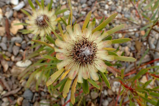 Image of Protea scolymocephala (L.) Reich.