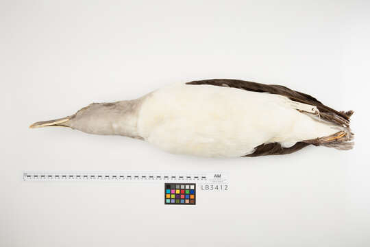 Image of Buller's Albatross