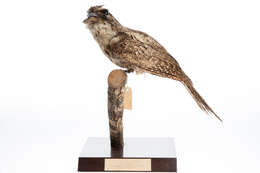 Image of Papuan Frogmouth