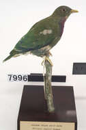 Image of Claret-breasted Fruit Dove