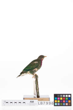 Image of Claret-breasted Fruit Dove