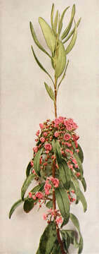 Image of sheep laurel