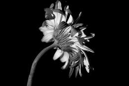 Image of Transvaal daisy