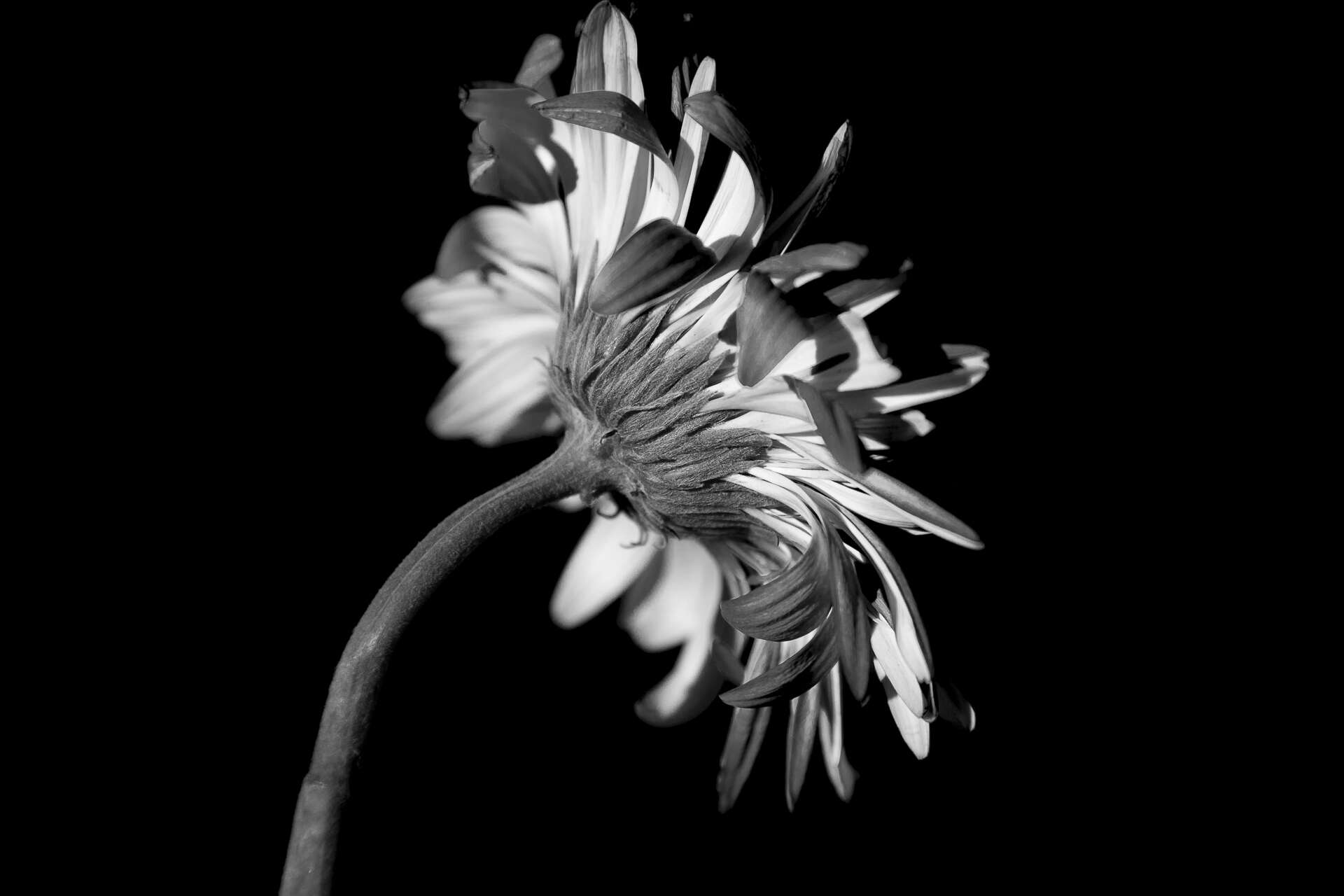 Image of Transvaal daisy