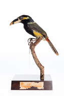 Image of Gould's Toucanet