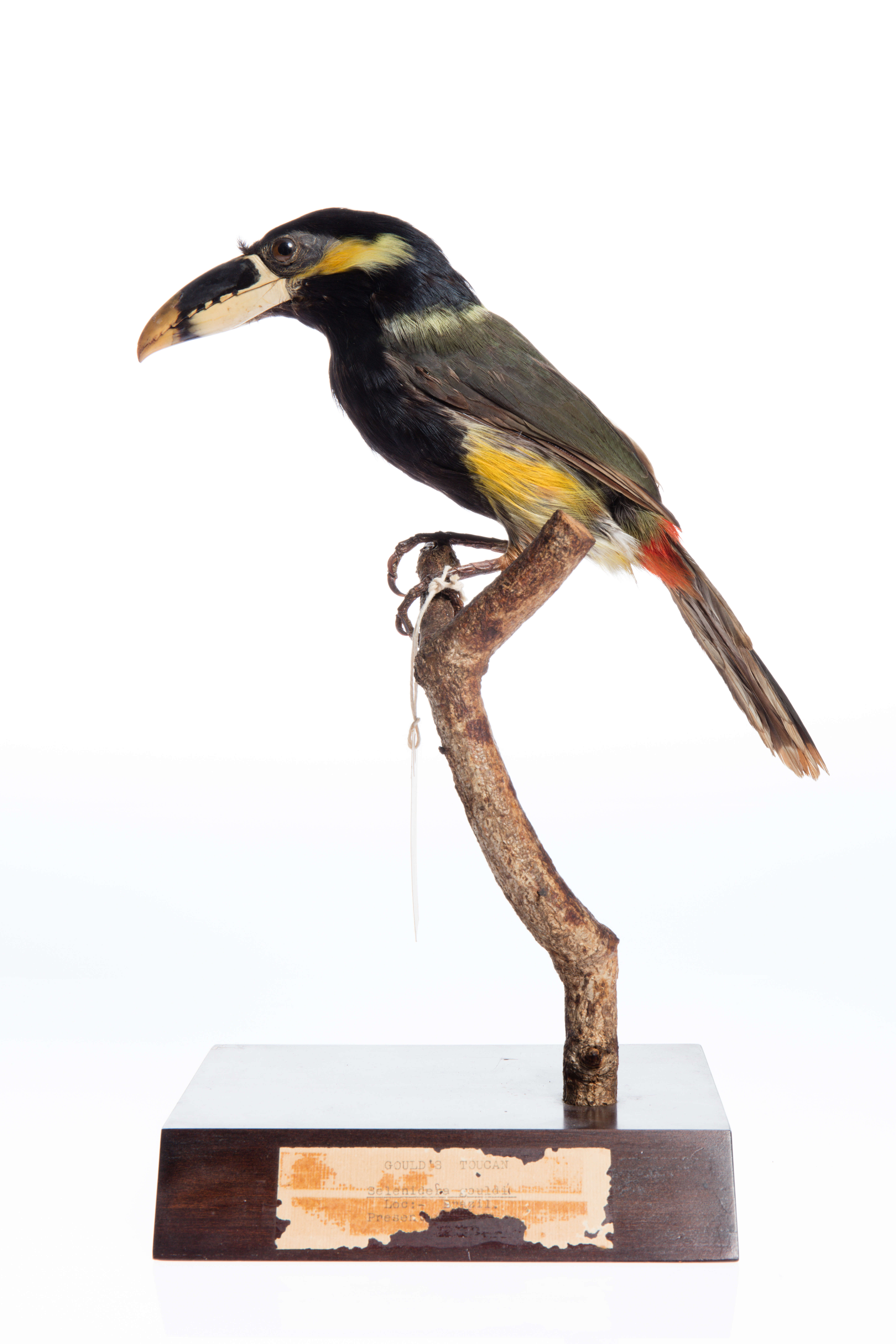 Image of Gould's Toucanet