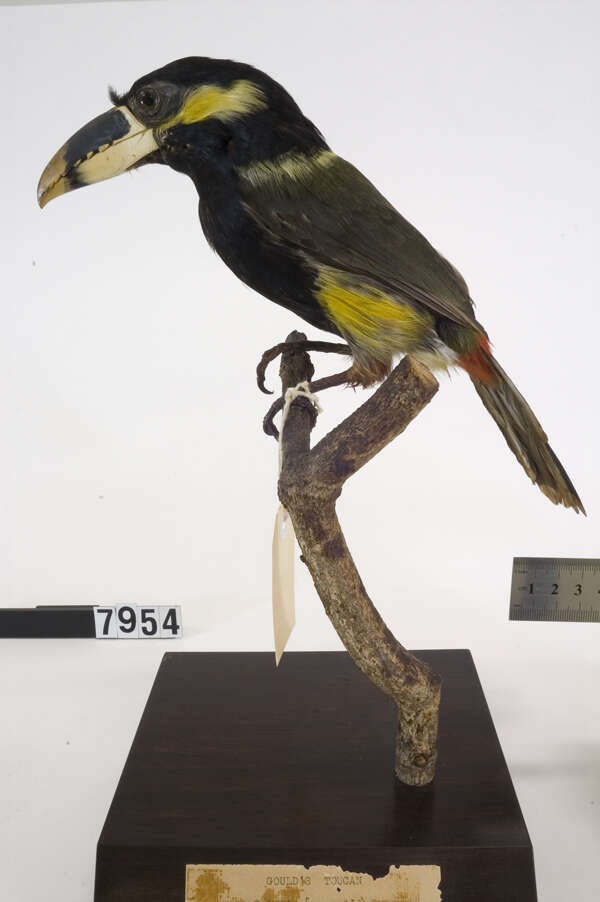 Image of Gould's Toucanet