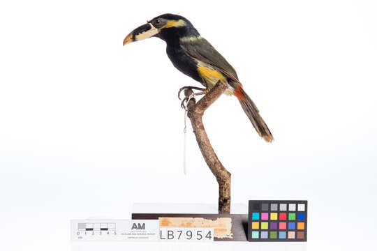 Image of Gould's Toucanet