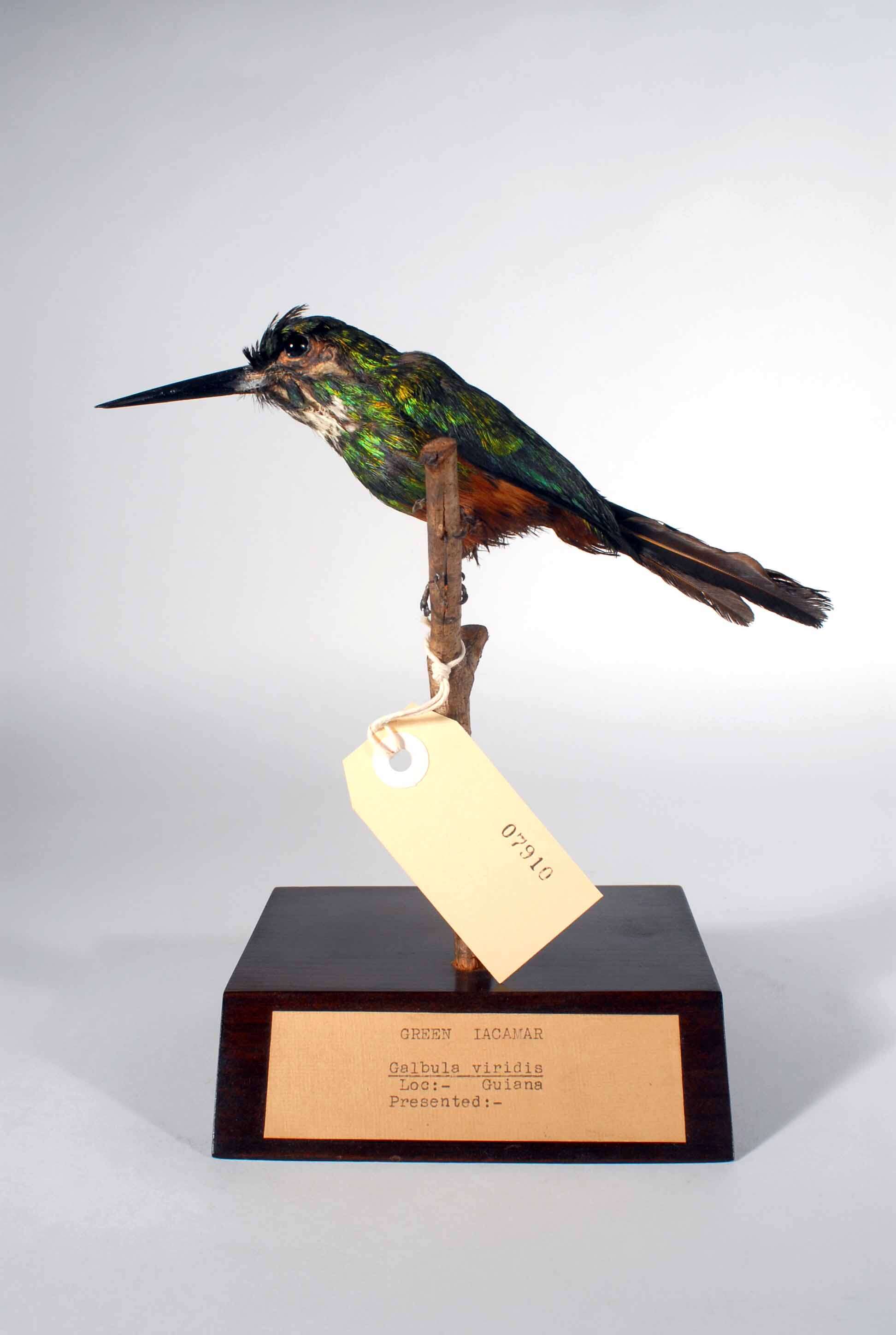 Image of Green-tailed Jacamar