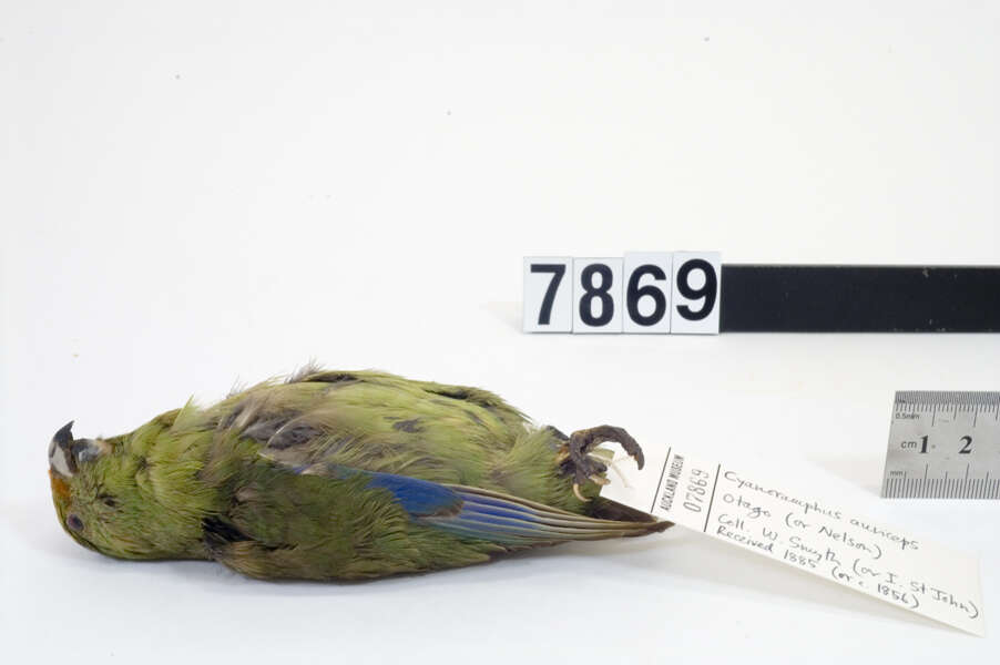 Image of Malherbe's Parakeet