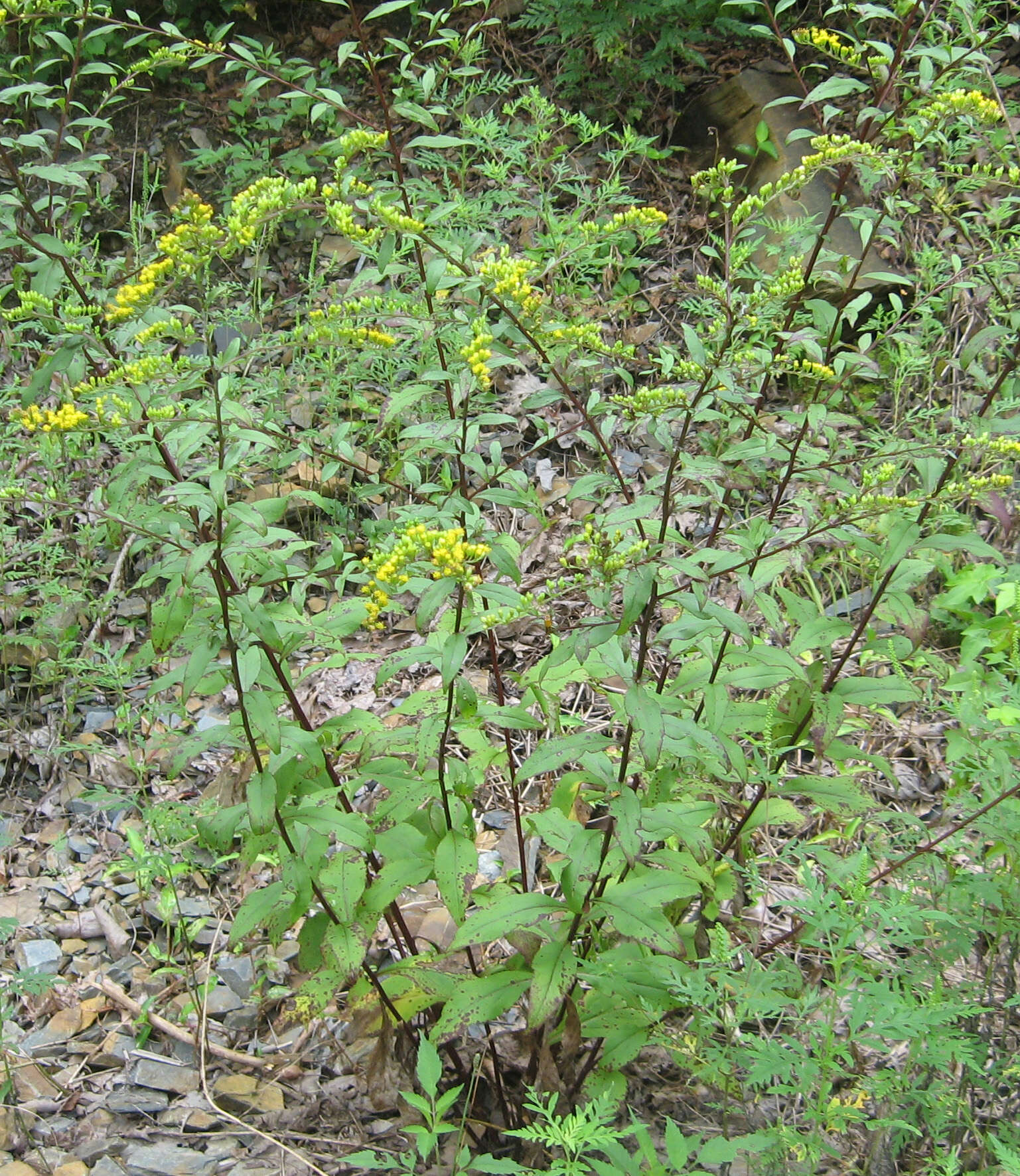 Image of Atlantic goldenrod