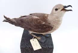 Image of Kermadec Petrel