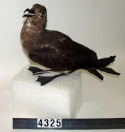 Image of Kermadec Petrel