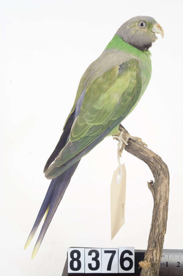 Image of Emerald-collared Parakeet