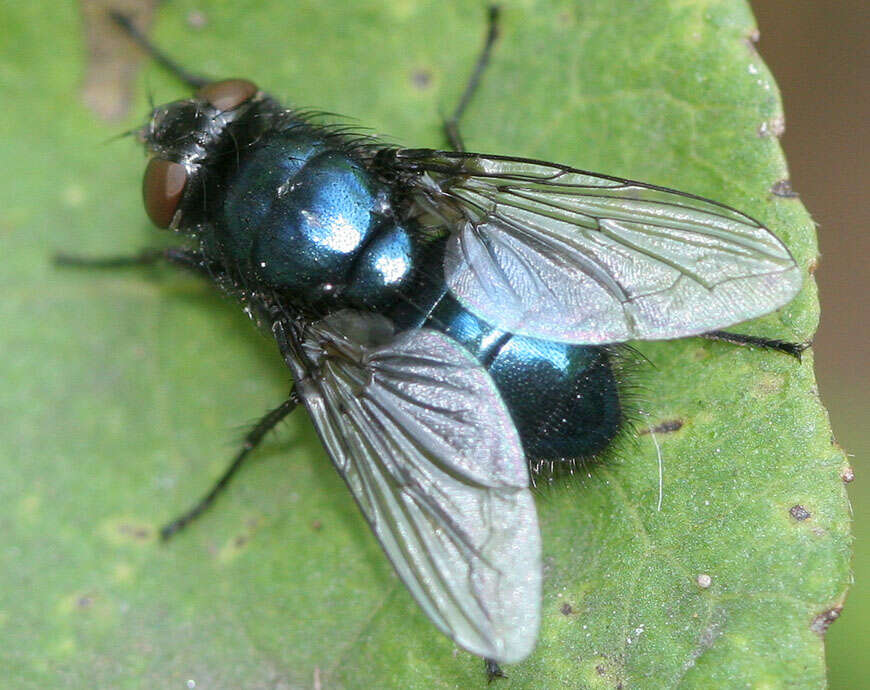 Protophormia terraenovae (Robineau-Desvoidy 1830) resmi