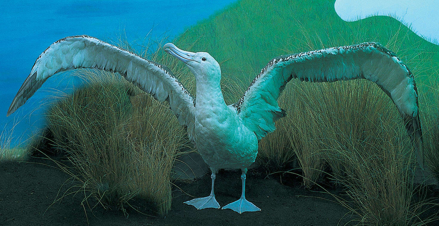 Image of Antipodean Albatross