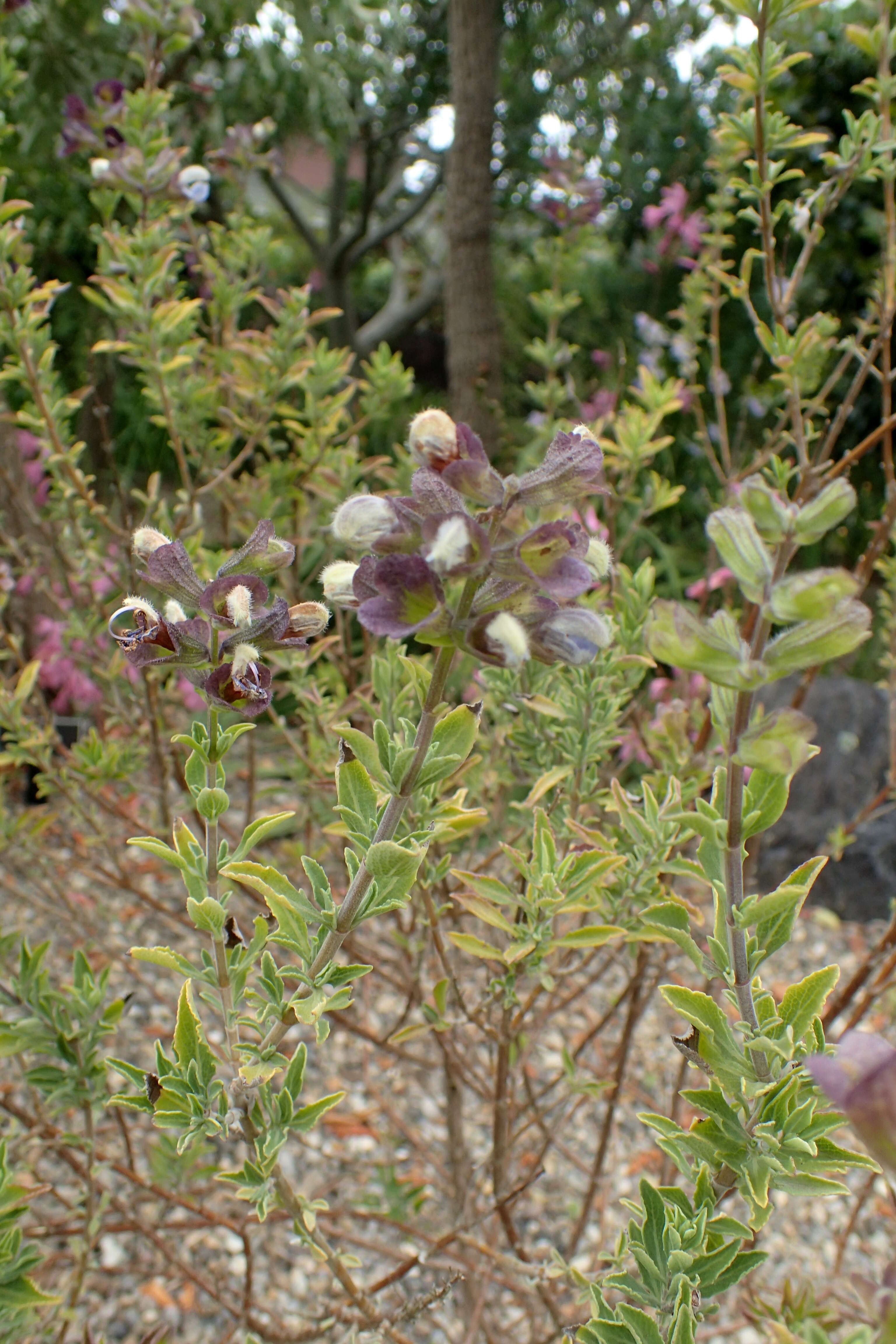 Image of Salvia africana L.