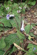 Image of Streptocarpus rexii (Hook.) Lindley