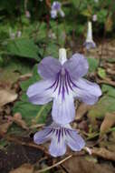 Image of Streptocarpus rexii (Hook.) Lindley