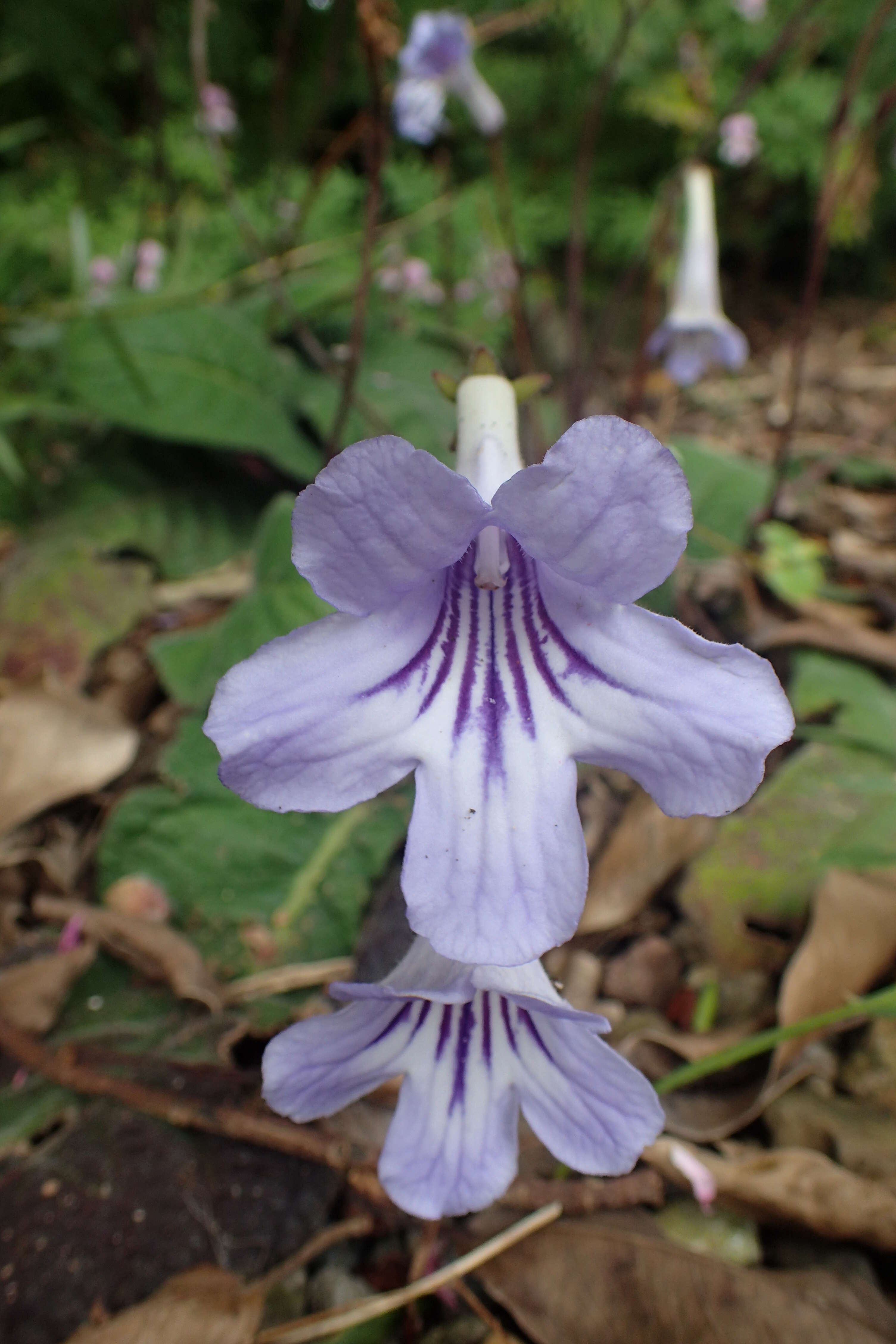 Image of Streptocarpus rexii (Hook.) Lindley