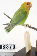 Image of Lilian's Lovebird