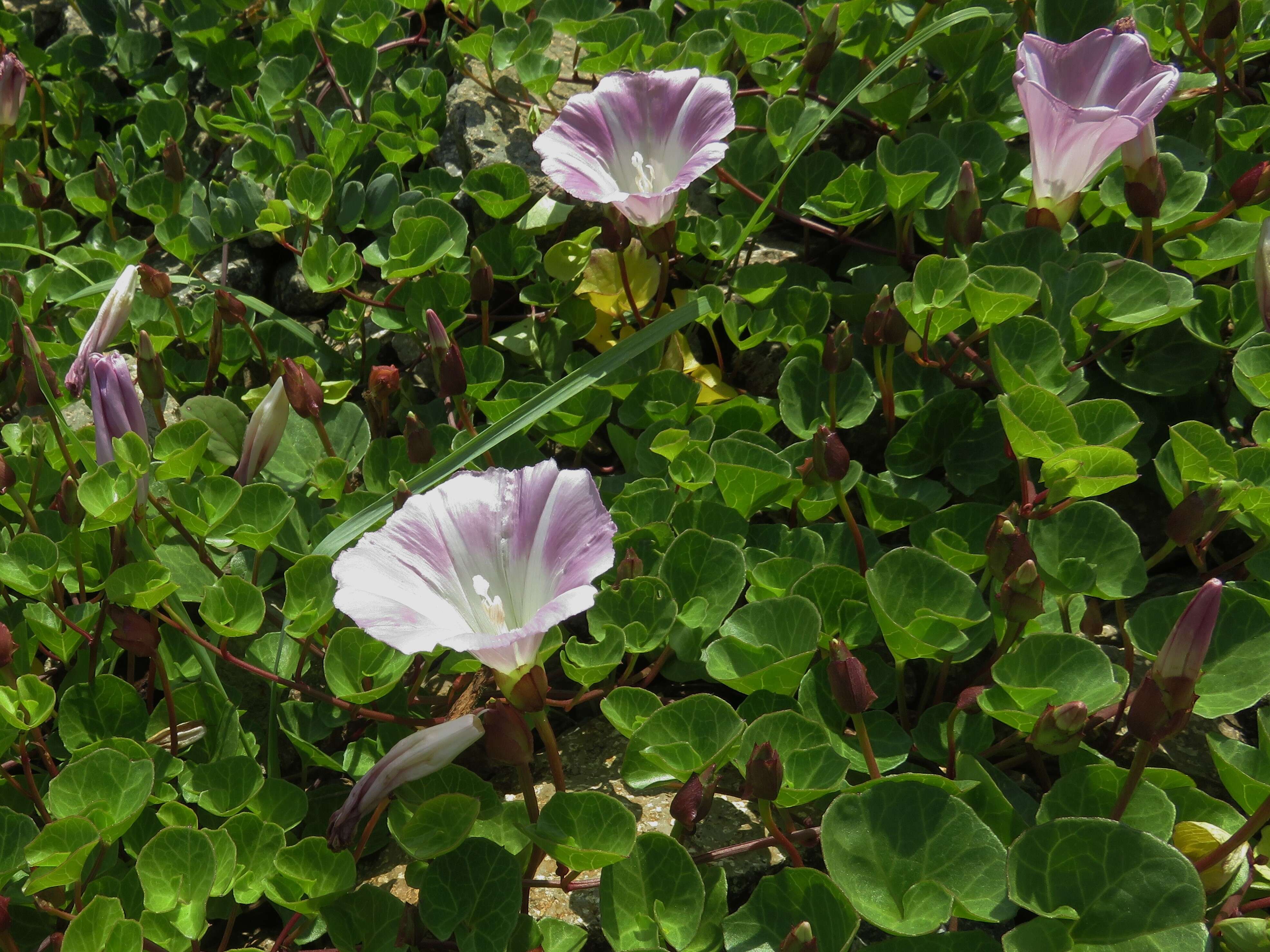 Plancia ëd Calystegia soldanella (L.) R. Br.