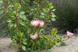 Imagem de Protea cynaroides (L.) L.