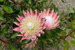 Imagem de Protea cynaroides (L.) L.